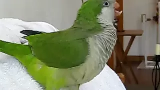 Cameron the laughing quaker parrot