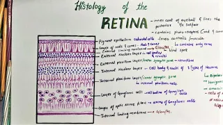 Histology Of Retina