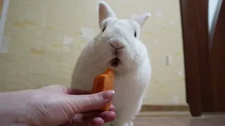 Кролик Моти ест морковку 🥕
