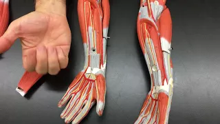 Muscles of the Arm