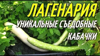 ЛАГЕНАРИЯ-УНИКАЛЬНОЕ РАСТЕНИЕ/ГИГАНТСКИЕ СЪЕДОБНЫЕ КАБАЧКИ.