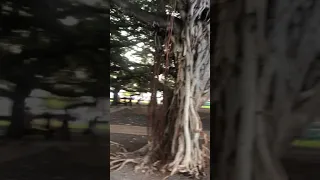 The Amazing Banyan Tree in Lahaina, Maui. Hawaii.