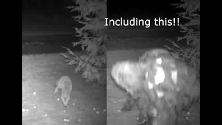 the "Vermont Trail Cam Bigfoot" video
