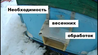 Необходимость весенней обработки от клещей Варроа.