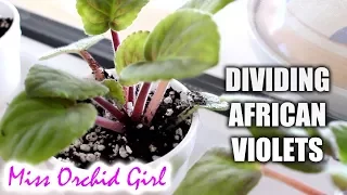 Dividing & repotting African Violets + Using Styrofoam cups!