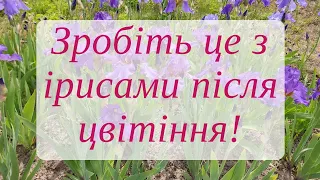 Догляд за ірисами після цвітіння