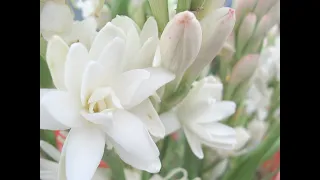 Парфюмерная вода Sublime Nature Tuberose