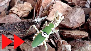 🦗 Praying Mantis Eating Locust Timelapse Video