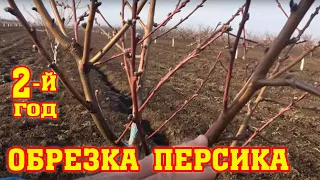 Правильная обрезка персика / 2-ой год после посадки / proper peach pruning