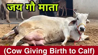 Beautiful Video 😻 Cow Giving Birth to Lovely Female Calf ❤️ Must Watch