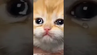 little kitten crying ( cutest thing you can see ) 😭❤️ #cat #catlover