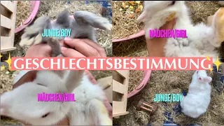 GESCHLECHTSBESTIMMUNG bei den Kaninchen Babys/ Kaninchenbande ✨
