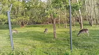 Увидели оленей в сторону Зандворда.