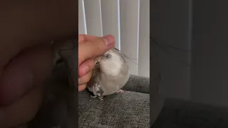 Helping Birb With Pin Feathers