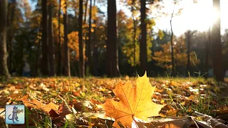 3 HOURS of Beautiful Autumn Colours ~ Amazing Nature Scenery & The Best Relax Music