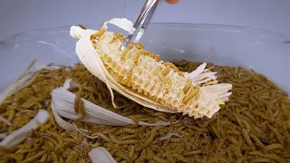CORNCOB eaten by 10 000 mealworms TIME-LAPSE