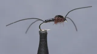 Early Black Stonefly Nymph