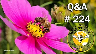 Backyard Beekeeping Questions and Answers Episode 224, Amazing Pheromones, and Plastic in your honey