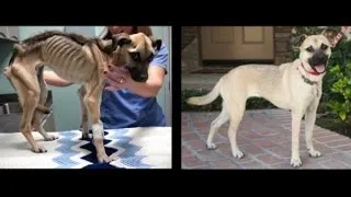 Dog Purposely Starved to Death By Owner Gets Saved Just in Time