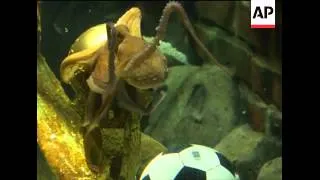 Paul the oracle octopus retires after predicting Spain win