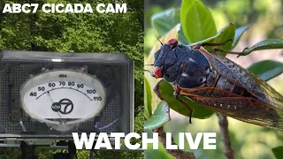 LIVE: ABC7 Chicago Cicada Cam