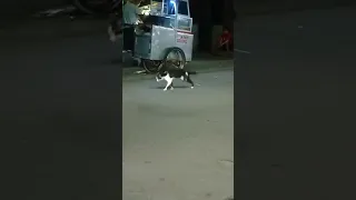 OMG! Very poor cat | my heart is crying seeing this poor cat😭