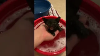 The wild kittens get a bath. 🛁