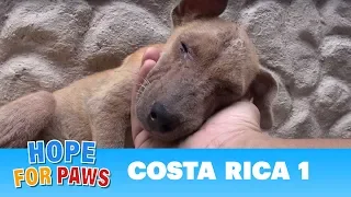 Hope For Paws dog rescue mission in Costa Rica!!!  Please share. #puppy