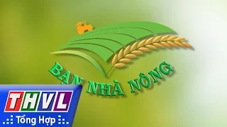 THVL | Bạn nhà nông: Mật độ sạ và lượng phân bón trong canh tác lúa