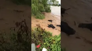 Cattle Farm Being Washed Away by Floods Shocking Video