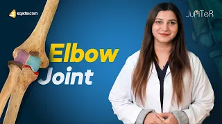 Elbow Joint | Bone, Ligaments and Muscles Anatomy Made Easy for Medical Students