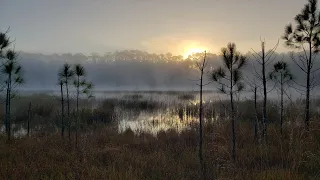 Florida Trail Alexander Springs to Juniper Springs and Back- 18 Miles each Way 11/15/2021