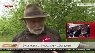 Napindító - Tündérkert gyümölcsös a Göcsejben (2023-05-09) - HÍR TV