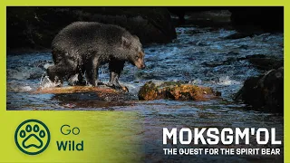 Moksgm’ol – The Quest for the Spirit Bear | Go Wild