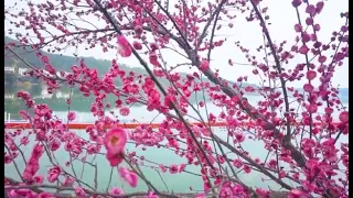 Jiangxi Shangyou plum blossom in spring.