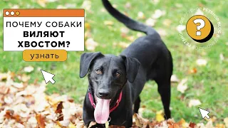 Почему собаки виляют хвостом? 🐶