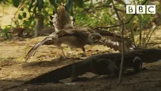 Brave birds protect crocodile nest | Spy in the Wild - BBC