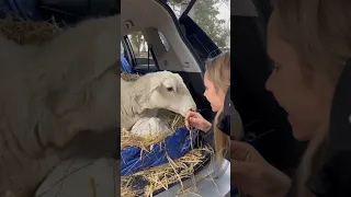 Watch A Mama Sheep And Her Babies Experience Freedom For The First Time ❤️ l The Dodo