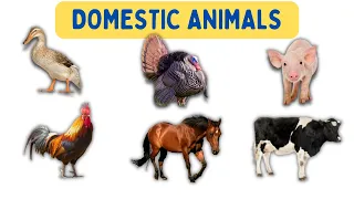 Domestic Animals Name In English With Pictures Domestic Animals Pictures And Their Names And Sounds