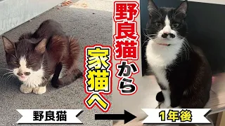 1.8キロしかない瀕死状態だった猫が幸せを掴むまでの一年間の記録【野良猫から家猫へ】