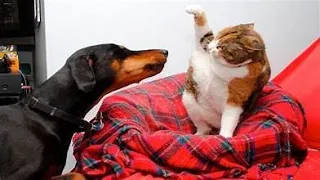 You Laugh You Lose 😁 Funniest Animals 2024 😺🐶 New Funny Cats and Dogs Videos 😹🐶 P8