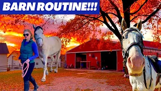 *DAILY BARN ROUTINE* EQUESTRIAN EDITION