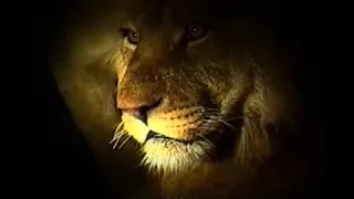 "Lion Licks Chops" "Royalty Free Video Footage"