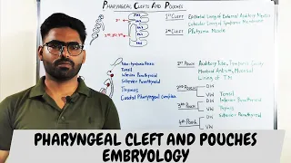Pharyngeal clefts and Pouches Embryology - PHARYNGEAL APPARATUS