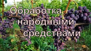 Виноград . Чем защитить виноград от болезней во время созревания .сода