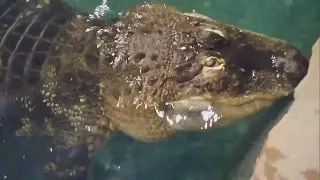 Would You Keep This 750-Pound Gator as Your Pet?
