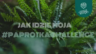 PAPROTKA CHALLENGE🪴Czy wszystkie moje paprocie przeżyły? Jak podlewam i pielęgnuję paprotki?