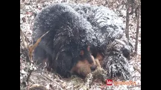 भेडीगोठको भोटेकुकुरको कथा तकसेरा रुकुम | Nomadic Bhote Kukur of Takasera Rukum, Nepal