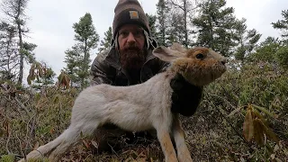 Rabbit and Coyote Hunting!