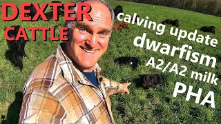 calving update & Dexter cattle genetics